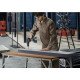 Аккумуляторная ударная дрель-шуруповерт Bosch GSB 18V-50 Professional с 2 акб и з/у (06019H5100)